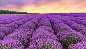 4 plantas de primavera que pueden atraer chinches a tu hogar, ¿cómo evitarlo?